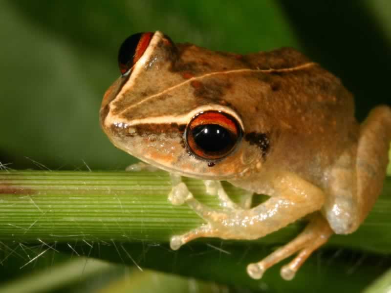 Coqui